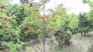 The Rowan Tree