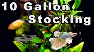 10 Gallon Community Aquarium Stocking Options: Ideas For What to Keep Together!