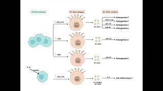 Macrophage-derived small extracellular vesicles - Video abstract [ID 403192]