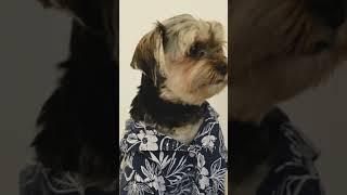 A funny dog wearing a shirt