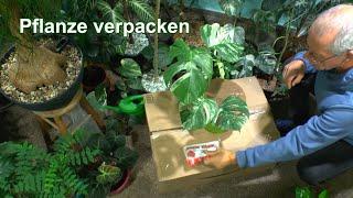 Wie verpacke ich eine Pflanze für die Post? Monstera geht auf die Reise