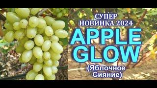 Кишмиш APPLE GLOW - Яблочное Сияние - СУПЕР НОВИНКА В УКРАИНЕ 2024 , 100% без косточек!