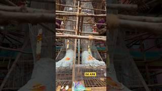 Khairatabad Ganesh Making 2024 | 70 Feet Eco Friendly Ganapati | Padam Pooja Completed |1 Aug 2024