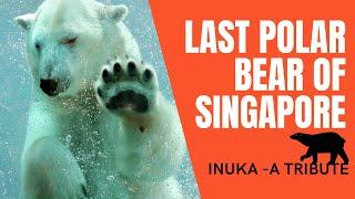 Polar Bear Singapore zoo | Tribute to Inuka