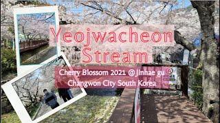 Yeojwacheon Stream - 여좌천 | Jinhae-gu Changwon-si Spring 2021 | Cherry Blossom Festival