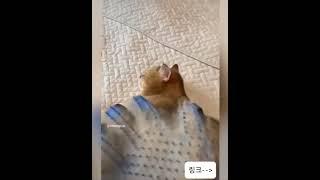 고양이 장갑 #고양이 #고양이일상  #고양이장난감 #애완동물 #shorts