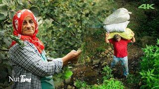 Hazelnut Harvesting Time in the Village | Documentary ▫️4K▫️