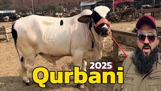 Cholistani sahiwal bachre | qurbani 2025 | desi bachre | Lahore cow Mandi shapur kanjra