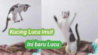 Kucing lucu imut terbaru 2020