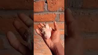 Frillback fancy pigeon ️️ baby  Growth  hand magic 🪄#youtubeshorts #viralvideo #trending #pets