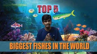 Top 5 Biggest Fishes in the World  ||Top 5 series || We3Media || Entertainment