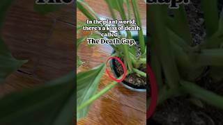 Submerge your plant in water for 30+ minutes to rehydrate so the roots can receive water again! 