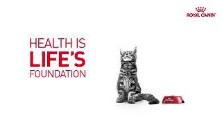 Royal Canin Kitten Growth Program ft. Maine Coon