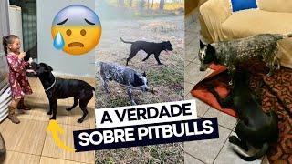 O PITBULL É A RAÇA MAIS PERIGOSA DO MUNDO? 