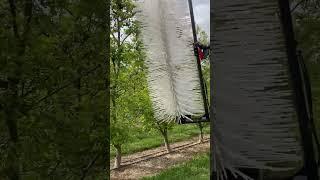 How fruit thinning is done