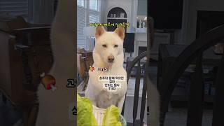 상추와 함께 먹으면 안되는 음식 알려주는 강아지  출처@건강최고1 #shorts #건강정보 #건강 #럭키또리네 #애견영상 #음식 #cute #dog