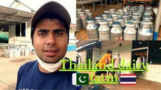 Aj Hum Thailand Ka Dairy Farm Pa Ga | Pakistani In Thailand #asimjavaid #vlogs #thailand