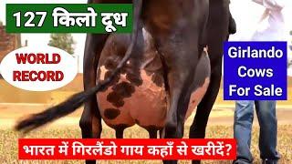 गिरलैंडो गाय भारत में कहाँ से खरीदें #Girlando_Cows_for_Sale #Girlando_For_Sale #Today_Farming_Zone