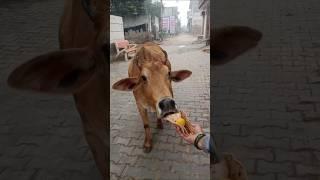 प्यारी बछिया #cow #ytshorts #gaumata #youtubeshorts #trendingshorts #calf #shorts #cristianoronaldo