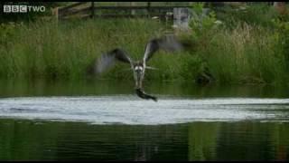 Ospreys Catching Fish - The Animal's Guide To Britain, Episode 1 Preview - BBC