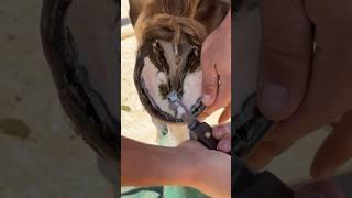 Horse hoof prep for shoe #restoration #horseshoeing #farrier #satisfying #asmr