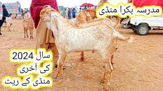 Madrasa Bakra Mandi | Aaj Mandi bakaron se Bhar gai | makhi chena bakre | update Qurbani 2025 |