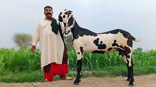 Aik Aur Heera Mil Gya - Beetal Goat Farming
