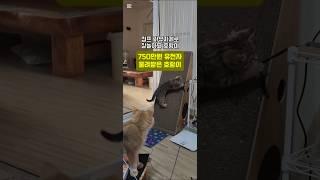 부모에게서 배우는 사냥기술 #고양이 #cat #브리티쉬숏헤어 #猫 #baby #family #아기고양이 #cute #사냥