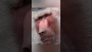 Baboon Trap 🪤 By Wild Adventures