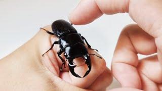 사슴벌레와 친구가 되는 과정 (The Process Of Making Friends With a Stag Beetle)