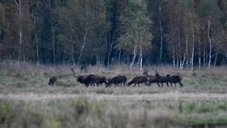 Nagrywając chmare jeleni nagle pada strzał