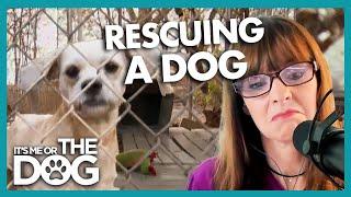 How to Transition Rescue Dogs into Your Home | Positively Dog Training Podcast