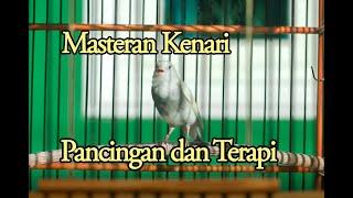 masteran pancingan dan terapi burung kenari