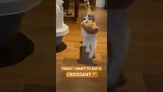 So I return home with… a #CROISSANT   | Norwegian Forest Cat Memes