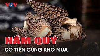 Loại nấm quý hiếm có tiền cũng khó mua