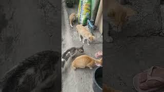 PHILIPPINE STRAY CATS