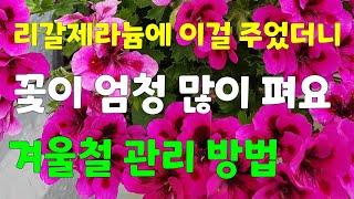 리갈제라늄 풍성하게 잘 키우는 방법.      겨울철 관리방법