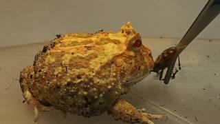 Cranwell's horned frog eating Insects