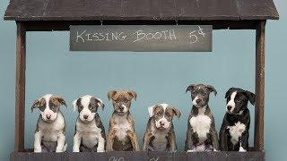 10 Pittbull Puppies