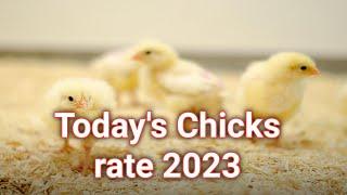 today's Chicks rate 2023 आज का ब्रायलर चिक्स रेट।