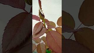 #gardening #garden #rose #youtube #youtubeshorts #shorts #short #aishwaryamirajkar #flowers #tips