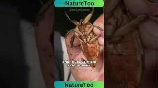 Giant Water Bug   The Toe Biter #animals #bug #naturetoo