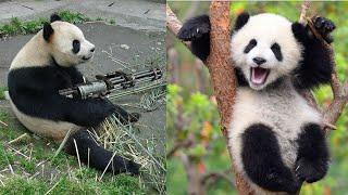  FUNNY PANDA VIDEOS [TRY NOT TO LAUGH] BEST PANDA VIDEOS COMPILATION  FUNNY ANIMAL CLIPS