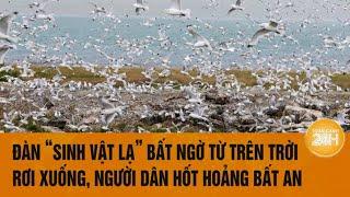 Vấn đề hôm nay: Đàn "sinh vật lạ’ bất ngờ từ trên trời rơi xuống, người dân hốt hoảng bất an