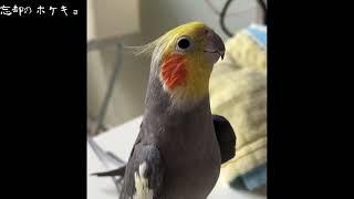 絶対にホケキョしないオカメインコ