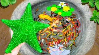 Amazing Catch Starfish In Tiny Pond, Three Tail Fish, Plaice, Cherry Fish, Discus Fish, Phoenix Fish