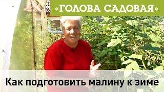 Голова садовая - Как подготовить малину к зиме