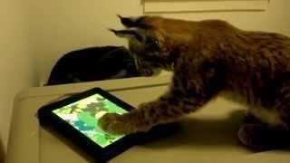 Siberian lynx playing with an iPad