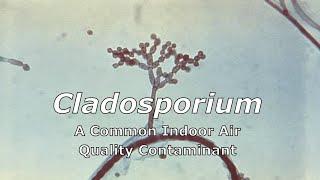 Cladosporium - A Common Indoor Air Quality Contaminant