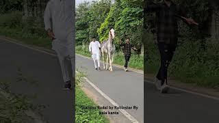 Rupal stud farm Stallone Badal by Robinstar By kala kanta for sell mo.9724588670 #rupalstudfarm